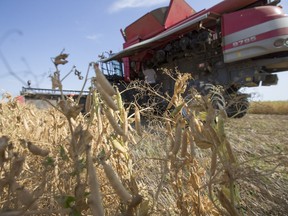 Chris Purcell unplugs his combine while harvesting peas on his farm on Aug. 3, 2015.