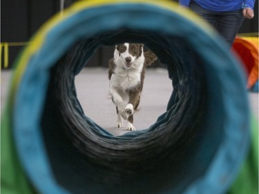 Charm takes part in a dog agility demonstration during the Pet Expo at Market Mall, November 8, 2015.