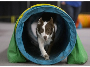 Charm takes part in a dog agility demonstration during the Pet Expo at Market Mall, November 8, 2015.