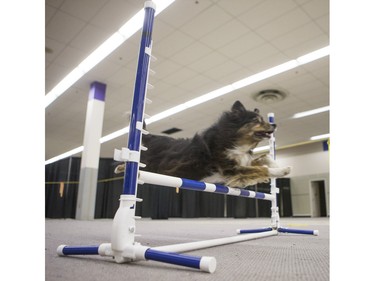 Macie takes part in a dog agility demonstration during the Pet Expo at Market Mall, November 8, 2015.