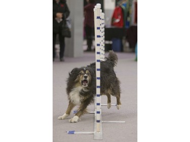 Macie takes part in a dog agility demonstration during the Pet Expo at Market Mall, November 8, 2015.