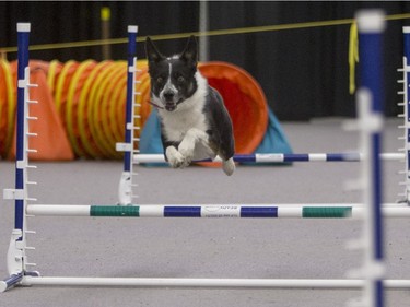 Trixie takes part in a dog agility demonstration during the Pet Expo at Market Mall, November 8, 2015.