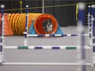 Trixie takes part in a dog agility demonstration during the Pet Expo at Market Mall, November 8, 2015.