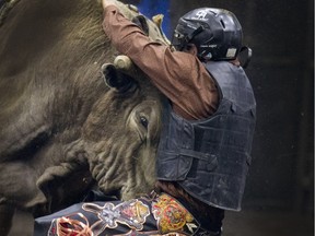 Jordan Lloyd Carlier  was bucked off and then pushed around by his bull on a rather short ride at the PBR Canadian Finals Bull Riding. The Finals were in Saskatoon Friday Nov. 20, 2015 at SaskTel Center. Jordan was uninjured in the face to face battle.