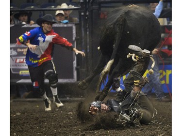 Brock Radford is knocked to the dirt by the bull Over Cooked during the Professional Bull Riding PBR Canadian finals at SaskTel Centre in Saskatoon, November 21, 2015.