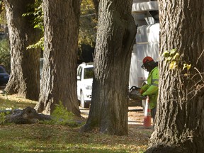 After a case of Dutch Elm Disease was discovered in Saskatoon this summer.