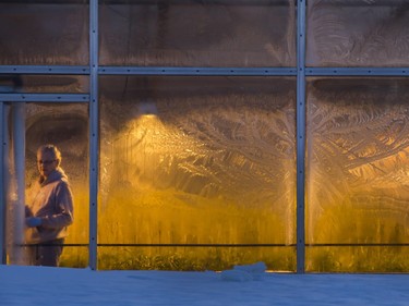 A man is framed by the frosted windows on a U of S greenhouse along Perimeter Road,  February 4, 2015.