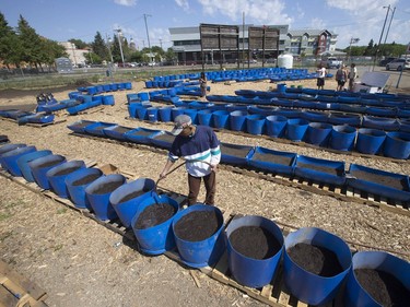 CHEP Good Food Inc. staffers and volunteers water food plots in 300 plastic half-barrels on a property at 20th Street West and Avenue K,  June 10, 2015. The food from the plots will be sold at the Saskatoon Farmers' Market.