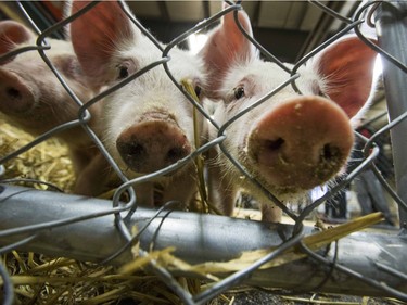 Approximately 800 students from around Saskatchewan attended the annual AG-Experience at the Prairieland Park Ag Centre, October 6, 2015. At the Saskatchewan Pork Industry Station, piglets were on display.