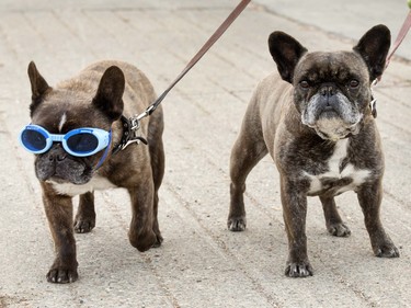 French bulldogs Yoda (L) and Chloe are out for a walk in Sutherland with Vi Remenda, October 26, 2015. Yoda suffers from ulcers on her eyes and the "doggles" protect her from foreign bodies in the eyes.