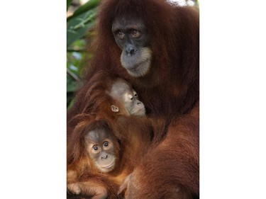 Sumatran orangutans are seen at an undisclosed location in this undated photo released November 24, 2015.