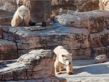 The two orphaned male polar bear cubs that arrived at the Assiniboine Park Zoo at the end of October are now being given access to their outdoor enclosure at the Leatherdale International Polar Bear Conservation Centre, November 18, 2015.