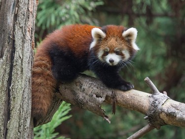 A baby red panda at the Prospect Park Zoo in the Brooklyn borough of New York, November 2, 2015. It is one of two red pandas born at the Brooklyn Zoo on July 1.