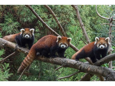 A red panda is flanked by two baby red pandas at the Prospect Park Zoo in the Brooklyn borough of New York, November 2, 2015. The red pandas were born at the Brooklyn Zoo on July 1.