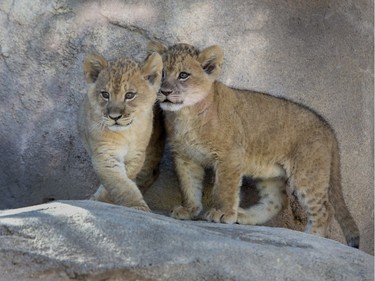 Two-month-old lion cubs Kalu (L) and his sister Kamara, stand together at the Denver Zoo, November 23, 2015 in Denver, Colorado.