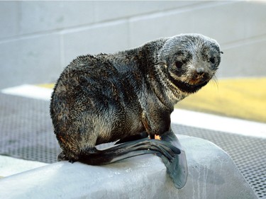 A fur seal pup that is being cared for at the Marine Mammal Centre's facility in Sausalito, California in November, 2015.