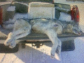 A dead wolf can be seen on the back of a truck bed in this photo supplied to the Saskatoon StarPhoenix from a rancher in the area of Weekes Sask. The animal is part of a population terrorizing livestock on Saskatchewan's forest fringe.