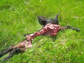 A photo sent to the Saskatoon StarPhoenix from a rancher in the Weekes, Sask. area, shows the remains of cattle suspected to have been killed by an animal that's part of a larger wolf population causing problems in the area.