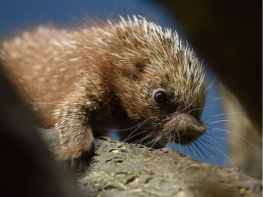 A prehensile-tailed porcupine baby, or coendous, makes its way down a tree branch in its enclosure at the zoo in Frankfurt Germany, December 3, 2015.