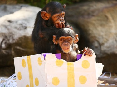 Two infant Chimpanzees play at Taronga Zoo on December 4, 2015 in Sydney, Australia. Taronga's animals were given special Christmas-themed enrichment treats and puzzles designed to challenge and encourage their natural skills.