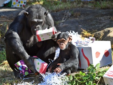 A Taronga Zoo baby chimpanzee and its mother play with their Christmas treats, designed to challenge and encourage their natural skills, in Sydney, Australia, December 4, 2015.