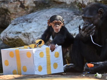 A Taronga Zoo baby chimpanzee and its mother play with their Christmas treats, designed to challenge and encourage their natural skills, in Sydney, Australia, December 4, 2015.