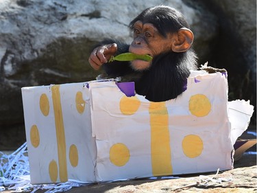 A Taronga Zoo baby chimpanzee plays with its Christmas treats, designed to challenge and encourage their natural skills, in Sydney, Australia, December 4, 2015.