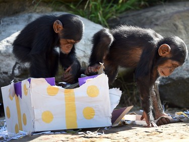 Taronga Zoo's baby chimpanzees play with their Christmas treats, designed to challenge and encourage their natural skills, in Sydney, Australia, December 4, 2015.