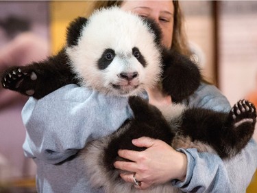Animal keeper Nicole MacCorkle holds four-month-old Bei Bei, the National Zoo's newest panda and offspring of Mei Xiang and Tian Tian, for members of the media at the National Zoo in Washington, DC, December 14, 2015.