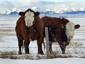 Cattle grazing in a winter pasture in the foothills of the Rockies near Longview, Alta.