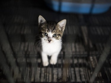 A kitten sits in his enclosure at a Buddhist temple in the suburbs of Shanghai, China, December 3, 2015. A monk named Zhi Xiang has given shelter to around 100 stray cats and dogs at the Bao'en temple.