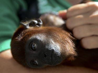 A volunteer checks a baby red howler monkey during its recovery at the Santa Fe Zoo in Medellin, Antioquia department, Colombia, December 11, 2015.