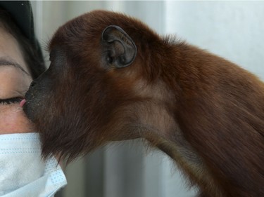 A baby red howler monkey kisses a volunteer during its recovery at the Santa Fe Zoo in Medellin, Antioquia department, Colombia, December 11, 2015.