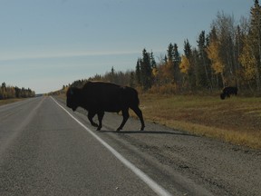 A buffalo crosses a highway in Northwest Territories.