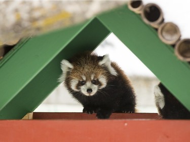 Red panda cubs frolick with their mother in their enclosure at the Edmonton Valley Zoo in Edmonton, Alberta, December 14, 2015.