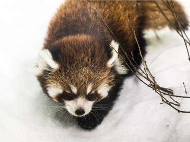 A red panda cub frolicks in its enclosure at the Edmonton Valley Zoo in Edmonton, Alberta, December 14, 2015.