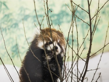 A red panda cub frolicks in its enclosure at the Edmonton Valley Zoo in Edmonton, Alberta, December 14, 2015.