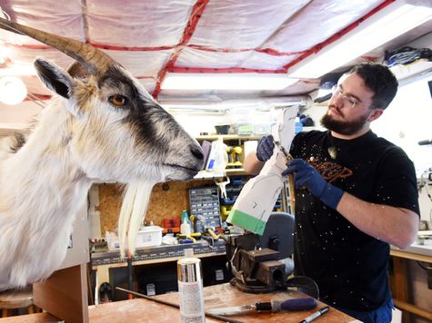Emerson Ziffle works with a taxidermied goat head. Ziffle is building a goat that will be used in a movie. 