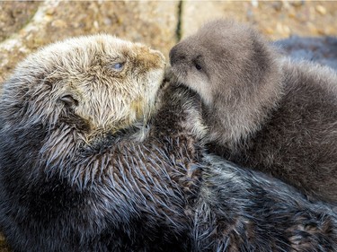 A sea otter holds its newborn pup in Monterey Bay Aquarium Tide Pool in Monterey, California, December 20, 2015.