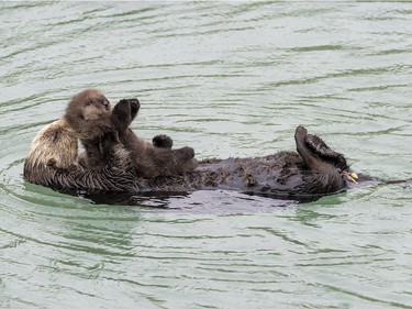 A sea otter holds its newborn pup in Monterey Bay Aquarium Tide Pool in Monterey, California, December 20, 2015.