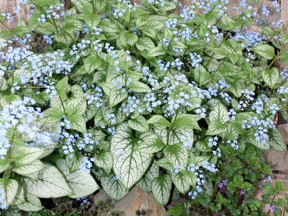 Jack Frost brightens up shady locations with its silver variegated leaves and masses of sky blue forget-me-not flowers.