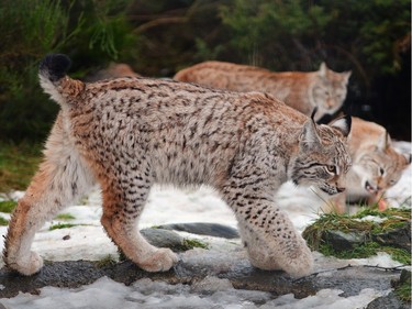 Young lynx are fed in their enclosure at the Highland Wildlife Park on December 16, 2015 in Kincraig, Scotland.