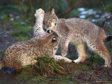 Young Lynx play in their enclosure at the Highland Wildlife Park on December 16, 2015 in Kincraig, Scotland.