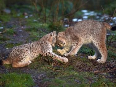 Young Lynx play in their enclosure at the Highland Wildlife Park on December 16, 2015 in Kincraig, Scotland.