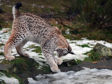 A young Lynx cub plays with some ice at the Highland Wildlife Park on December 16, 2015 in Kincraig, Scotland.