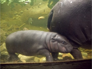 Mabel, a two-month-old pygmy hippopotamus calf, dives with her mother Chomel at the Henry Doorly Zoo in Omaha, Nebraska, December 22, 2015.