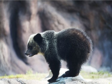 Grizzly bear cub Juneau stands during her first day out in the public at the Palm Beach Zoo on December 17, 2015 in West Palm Beach, Florida.