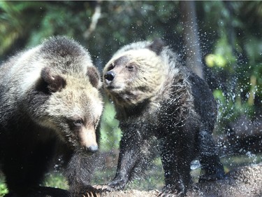 Grizzly bear cubs Juneau and Sitka enjoy their first day out in the public at the Palm Beach Zoo on December 17, 2015 in West Palm Beach, Florida.