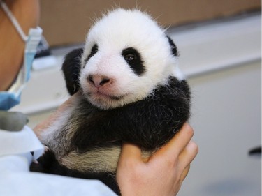 An eight-week-old panda cub is held at the Toronto Zoo in a recent handout photo released November 30, 2015.