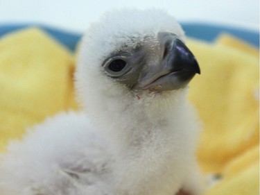 A three-day-old Philippine eagle hatchling is seen at the eagle centre in Davao City, in the southern island of Mindanao, December 9, 2015.